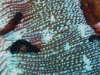 img 3005.jpg Limaces de mer Chelinodura punctata à Campbell Shoal, Andaman, Inde