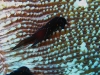 img 3007.jpg Limace de mer Chelinodura punctata à Campbell Shoal, Andaman, Inde