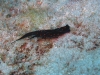 img 3220.jpg Limace de mer Chelinodura punctata à Havelock island, Midle point, Andaman, Inde