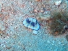 img 3171.jpg Nudibranche Chromodoris sp 2 à Havelock island, Midle point, Andaman, Inde