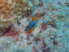 img 3264.jpg Nudibranches Chromodoris elizabethina à Havelock island, Midle point, Andaman, Inde
