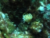 p 3270174.jpg Nudibranche Chromodoris annulata à Black rock, îles Mergui, Bermanie 