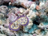DSC 0225.jpg Nudibranche Chromodoris kunéi à Meigan's reef, Milne bay, PNG