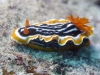 dsc 1037.jpg Nudibranche Chromodoris magnifica à Ali baba, Pulau Dua, baie de Kampana