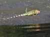 dsc 4323.jpg Iguane vert Iguana iguana sur les bords du fleuve Tarcoles