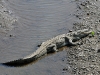 dsc 4501.jpg Crocodile américain Crocodilus acutus sur le fleuve Tarcoles