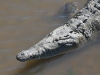 dsc 4504.jpg Crocodile américain Crocodilus acutus sur le fleuve Tarcoles
