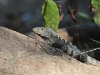 dsc 4563.jpg Iguane noir Ctenosora similis à l'Hacienda Baru