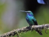 dsc 5370.jpg Colibri thalassin Colibri ludovicae au Paraiso quetzal dans la vallée de Dota