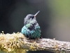dsc 5374.jpg Colibri à tête violette Klais guimeti au Paraiso quetzal dans la vallée de Dota