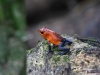 dsc 1435.jpg Dendrobate bluejean Oophaga pumilio dans la réserve de la Selva