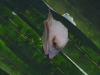 dsc 2870.jpg Chauve souris albinos dans le Parc National de Carara