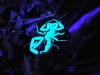 dsc 4108.jpg Scorpion jaune fluorescent à la sortie de nuit dans la Réserve de Santa Elena