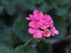 dsc 5319.jpg Fleur dans les jardins du Trogon Lodge dans la vallée de la Dota