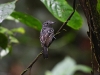 dsc 1467.jpg Batara à nuque noire Thamnophilus atrinucha dans la réserve de la Selva
