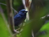 dsc 1630.jpg Evêque bleu-noir Cyanocompsa cyanoides dans la réserve de la Selva