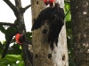 dsc 1662.jpg Pics à bec clair Campephilus guatemalensis dans la réserve de la Selva
