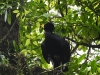 dsc 2139.jpg Grand hocco mâle Crax rubra sur le sentier des toucans dans le Parc National Arenal