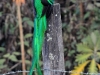 dsc 4971.jpg Quetzal resplendissant Pharomacrus mocinno à San Gerardo de Dota