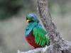 dsc 5236.jpg Quetzal resplendissant Pharomachrus mocinno dans la vallée de Dota 