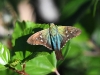 dsc 0497.jpg Papillon à Alajuela