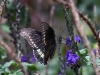 dsc 0733.jpg Papillon à Alajuela