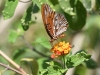 dsc 2694.jpg Papillon au Cerro Lodge à Tarcoles