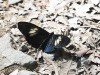 dsc 5026.jpg Papillon sur la piste du Savegre Lodge