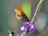 dsc 5267.jpg Papillon à las cabinas Quetzal dans la vallée de la Dota