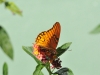Papillon à las cabinas Quetzal dans la vallée de la Dota