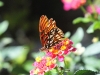 Papillon à las cabinas Quetzal dans la vallée de la Dota