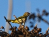 dsc 0422.jpg Viréo jaune-verdâtre Vireo flavoviridis à Alajuela