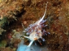 img 4562.jpg Nudibranche Hervia Cratena peregrina (endémique Méditerranée) sur le 2B à Calvi, Corse