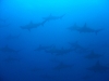 dsc 01558.jpg Le banc de requins marteaux halicornes Sphyrna Lewini  à Wolf island 