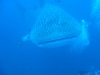 dsc 01689.jpg Requin baleine Rhincodon typus à Darwin's arch