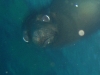 dsc 01769.jpg Lion de mer des Galapagos ou Zalophus californianus wolfbacki à Gordon's rock, Santa Cruz
