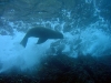 dsc 01774.jpg Lion de mer des Galapagos ou Zalophus californianus wolfbacki