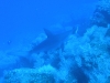 epv 0020.jpg Requin marteau halicorne Sphyrna Lewini à Darwin's arch 