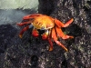 epv 0152.jpg Crabe des Galapagos Grapsus grapsus à Isla Hispanolia