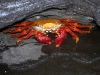 epv 0325.jpg Crabe des Galapagos Grapsus grapsus à Bahia Jaime, isla Santiago