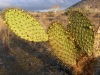 epv 0350.jpg Raquettes de cactus à Bahia Jaime, isla Santiago