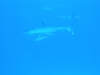 p 1220145.jpg Requins Carcharinus Albimarginatus en station de nettoyage à Silverado