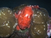 p 1230166.jpg Antennaire géant Antennarius commersonii à Manuelita coral garden en plongée de nuit 