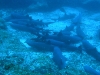 p 1240033.jpg Dortoir à requins Triaenodon obesus à Alcyone