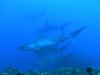 p 1240034.jpg Requins marteaux Sphyrna lewini à Alcyone