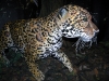 p 1260178.jpg Jaguar dans la forêt du Costa Rica (j'ai eu de la chance !)