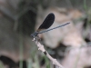 dsc 0394.jpg Caloptéryx vierge Calopteryx meridionalis dans l'arboretrum des Milelli à Ajaccio
