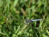dsc 1003.jpg Orthétrum bleuissant mâle Orthetrum coerulescens sur la route de Grand Capo à Ajaccio