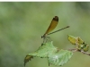 dsc 1788.jpg Calopteryx haemorrhoidalis femelle dans les prairies de la Gravona à Bastelicaccia