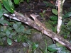 epv 0030.jpg Lézard endémique dans le parc national de Gorgona